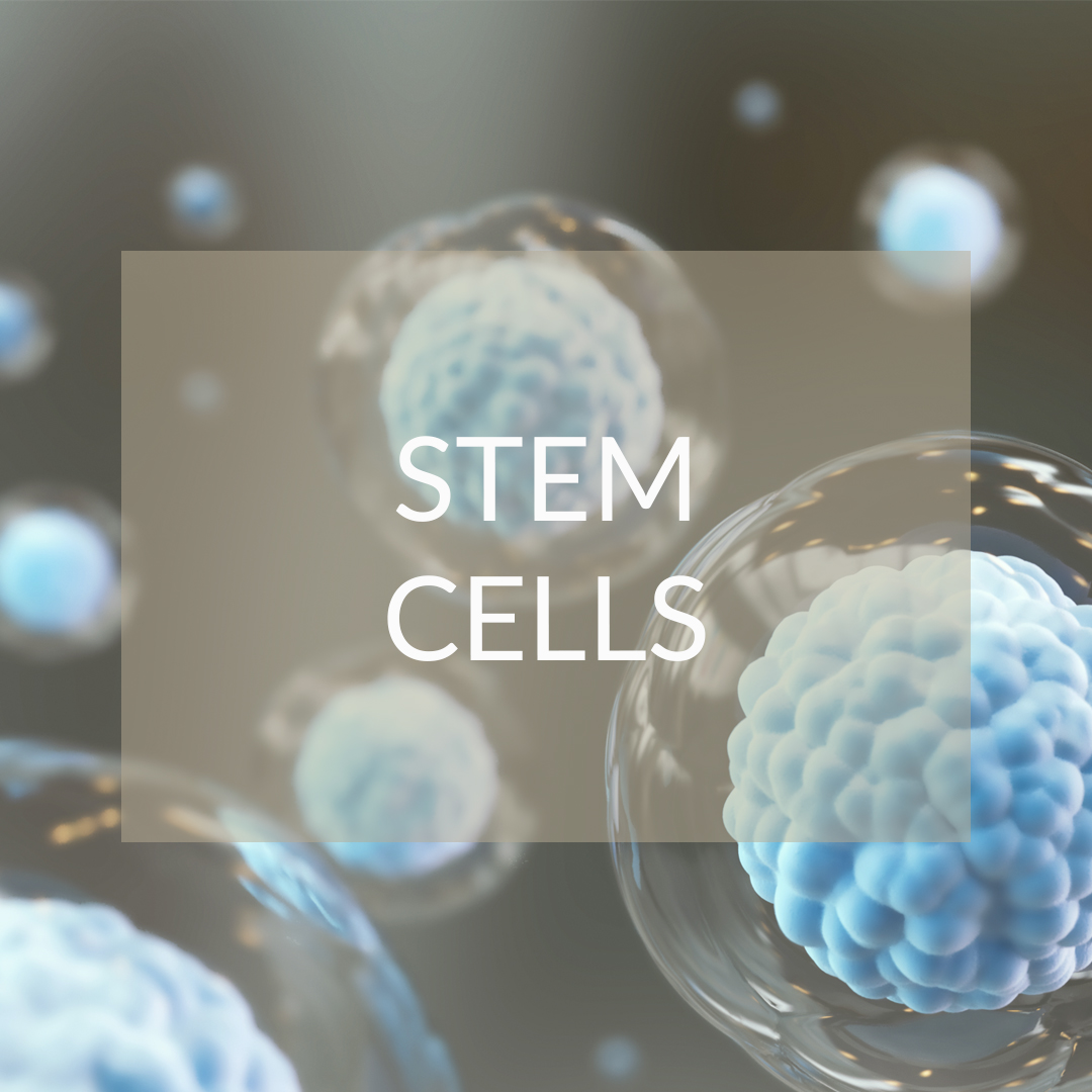 stem cells madrid